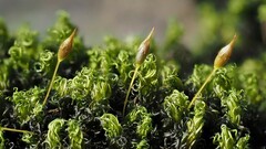 Ptychomitrium polyphyllum