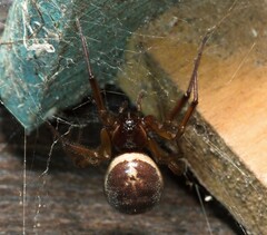 Steatoda nobilis