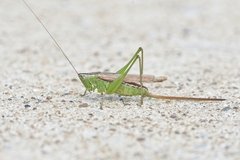 Conocephalus strictus