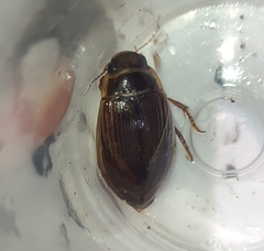 Dytiscus marginalis