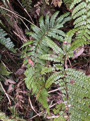 Polystichum parvipinnulum