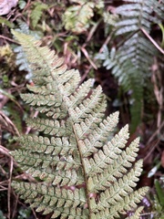 Polystichum parvipinnulum