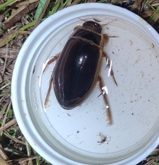 Dytiscus marginalis