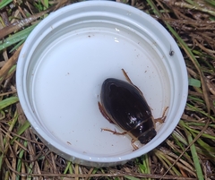 Dytiscus marginalis