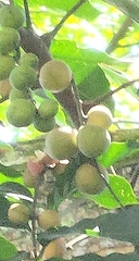 Aphanamixis polystachya