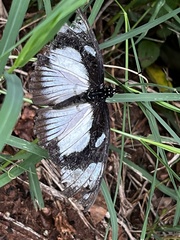 Papilio dardanus cenea