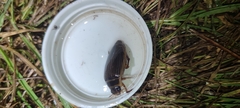 Dytiscus marginalis
