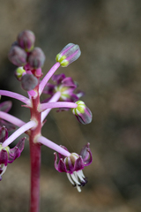 Ledebouria ovalifolia