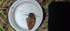Dytiscus marginalis