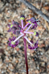 Ledebouria ovalifolia