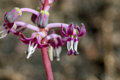 Ledebouria ovalifolia