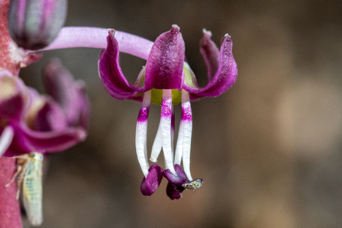 Ledebouria ovalifolia
