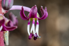 Ledebouria ovalifolia
