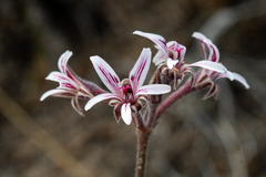 Pelargonium caledonicum
