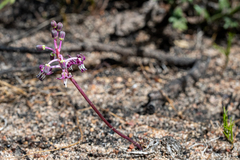 Ledebouria ovalifolia