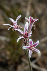 Pelargonium caledonicum