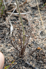 Pelargonium caledonicum
