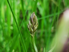 Dactylorhiza fuchsii