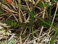 Dactylorhiza fuchsii