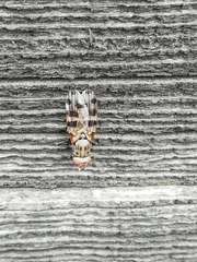 Ceroxys