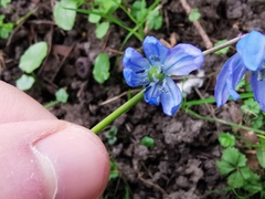 Scilla