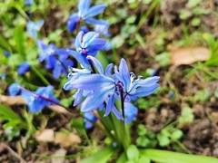 Scilla