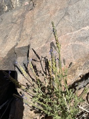 Lavandula