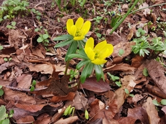 Eranthis hyemalis