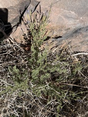 Lavandula