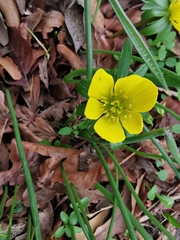 Eranthis hyemalis