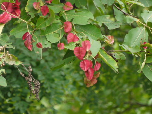 Terminalia elliptica (Terminalia elliptica)