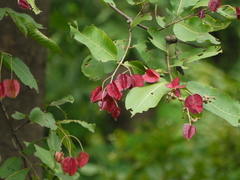 Terminalia elliptica