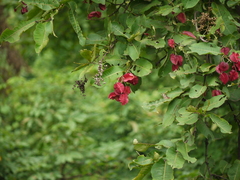 Terminalia elliptica
