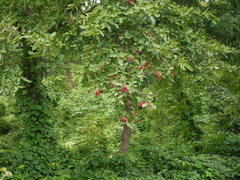 Terminalia elliptica