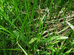 Dactylorhiza fuchsii