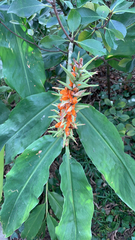 Hedychium gardnerianum