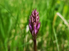 Dactylorhiza fuchsii