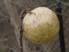 Amphibolips confluenta