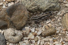 Dichroplus pratensis