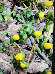 Ranunculoideae