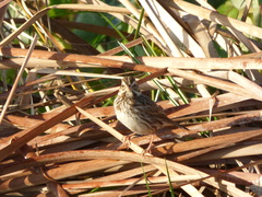 Passerculus sandwichensis
