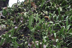 Pyrrosia adnascens
