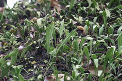 Pyrrosia adnascens