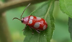 Omophoita sexnotata
