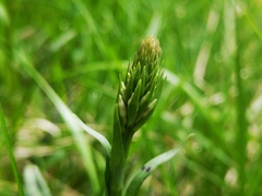 Dactylorhiza fuchsii