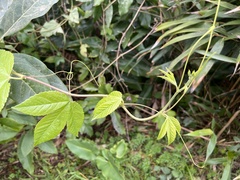 Passiflora tarminiana image