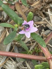 Apis florea