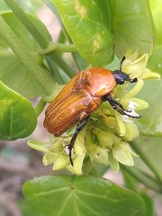 Leucocelis rubra