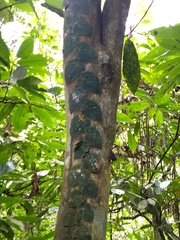 Monstera tuberculata