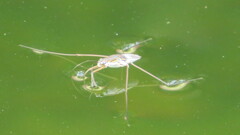 Limnogonus
